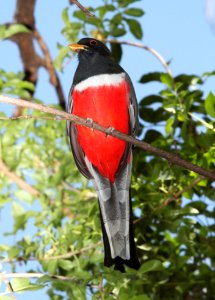 514 -  ELEGANT TROGON (3-20-11) patagonia lake sate park, scc, az - (5)
