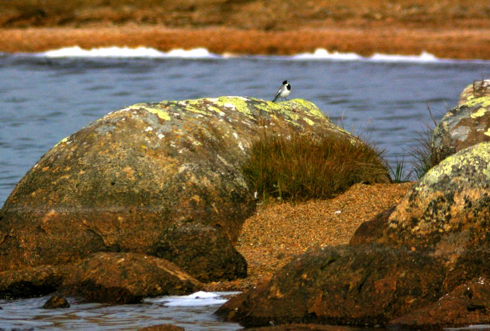 778 - WHITE WAGTAIL (9-5-08) gambell, ak - (4)