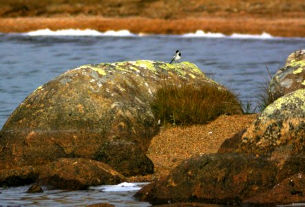 778 - WHITE WAGTAIL (9-5-08) gambell, ak - (4)