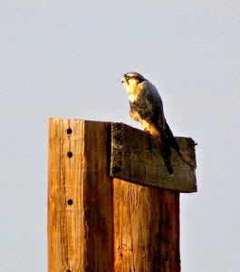 553 - APLOMADO FALCON (6-22-09) hermanas, nm  (5)