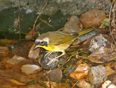 818 - COMMON YELLOWTHROAT (1-10-09) weslaco, tx (2)