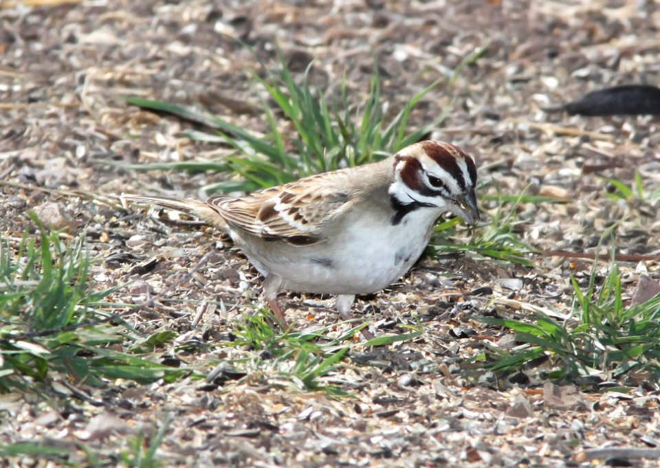 878 - LARK SPARROW (5-7-11) paton's, patagonia, scc, az  (2)