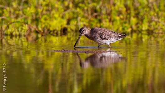 Costurera Piquilargo -Limnodromus scolopaceus- Long-billed Dowitcher photo