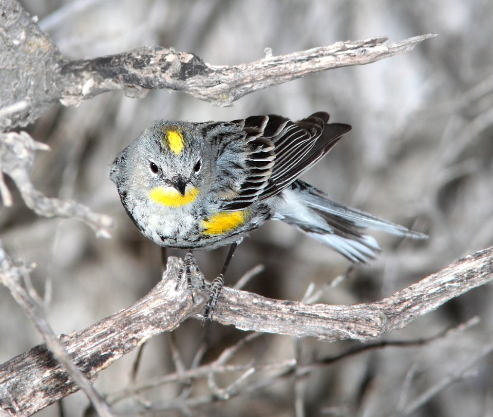 835 - YELLOW-RUMPED WARBLER (3-7-11) pena blanca lake, scc, az - (2)