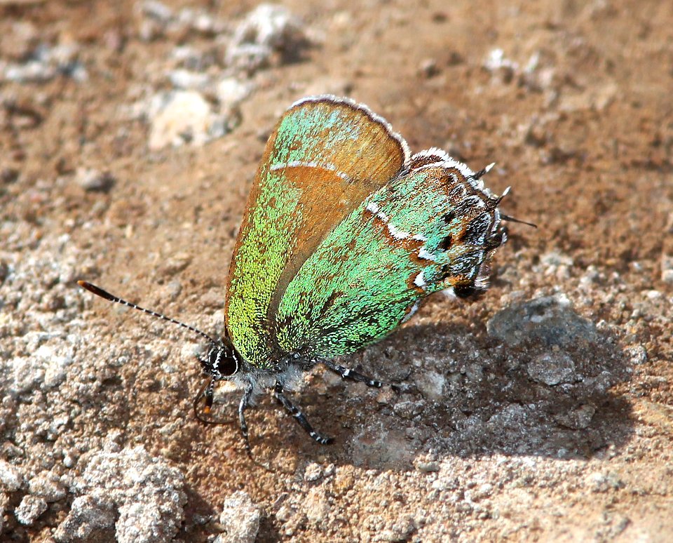 HAIRSTREAK, JUNIPER ( Callophrys gryneus siva) (4-3-13) red mt rd, of harshaw rd, scc, az  (1)