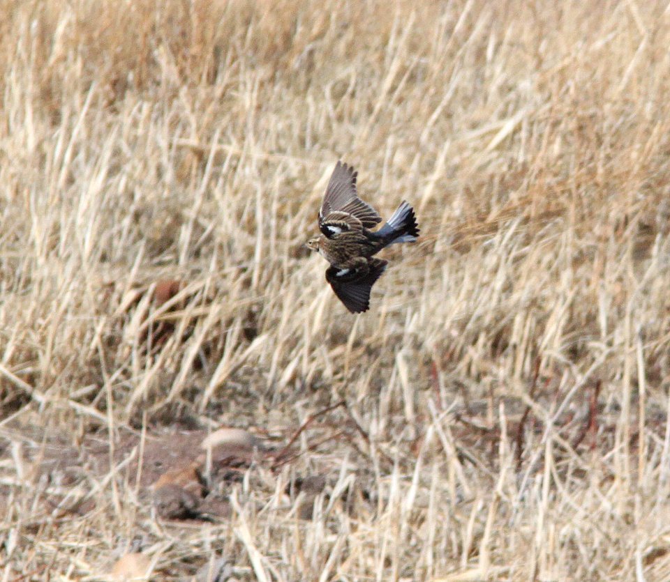 791 - CHESTNUT-COLLARED LONGSPUR (1-10-12) san rafael grasslands, scc, az - (6)