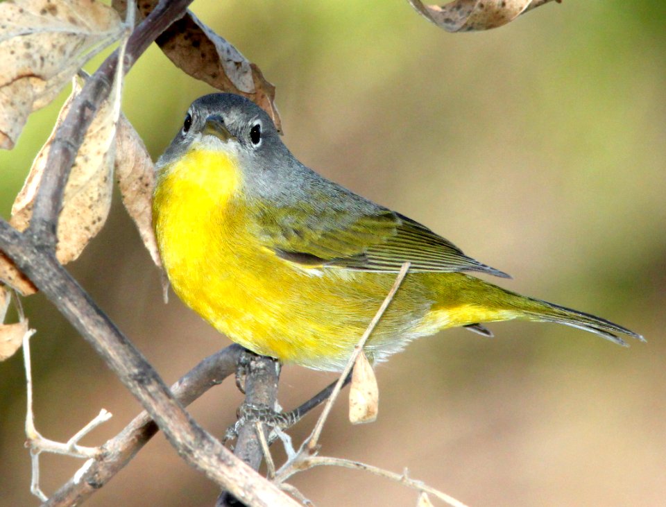 811 - NASHVILLE WARBLER (9-29-11) pena blanca lake, scc, az - (2)
