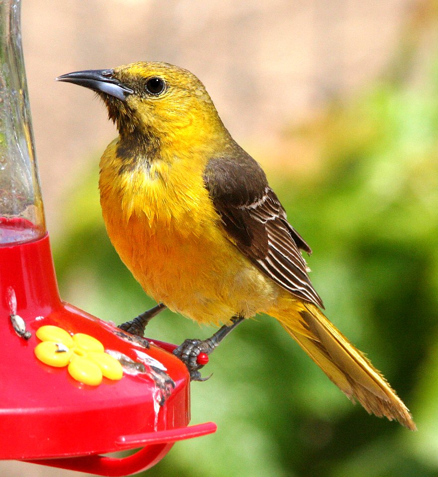 945 - HOODED ORIOLE (5-22-09) juv male, canet rd, slo co, ca (8)