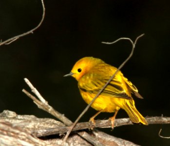 829 - YELLOW WARBLER (4-6-11) patagonia lake state park, scc, az - (2a)