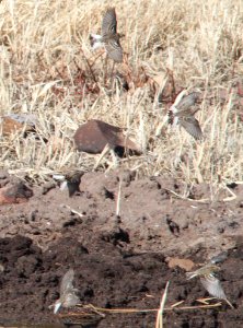 791 - CHESTNUT-COLLARED LONGSPUR (1-10-12) san rafael grasslands, scc, az - (4)