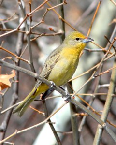 910 - HEPATIC TANAGER (1-16-11) patagonia rest stop, sonoita creek, scc, az  (1)