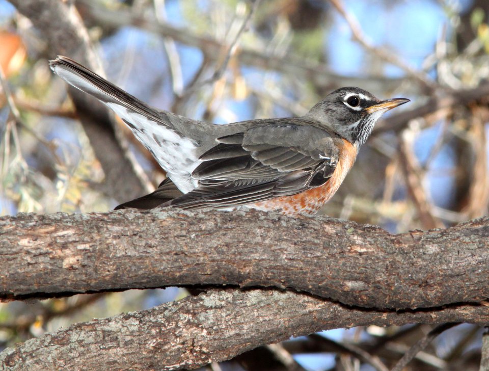 756 - AMERICAN ROBIN (1-4-12) clark's crossing, santa cruz river, scc, az - (3)