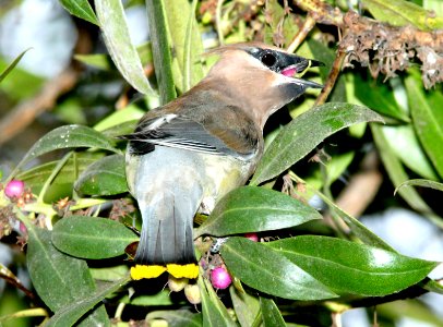 786 - CEDAR WAXWING (11-11-09) oceano, slo co, ca (7)