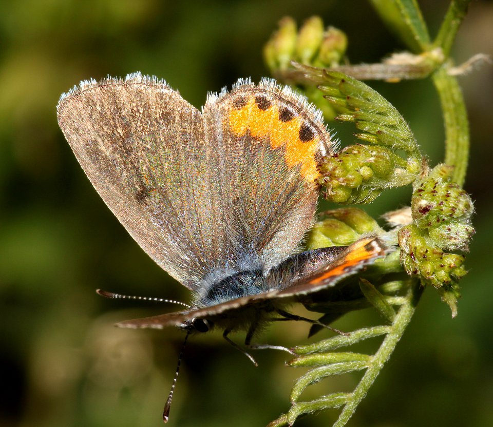 BLUE, BERNADINO (euphiloides bernadino) (6-2-10) carrizo plain, slo co, ca -03