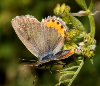 BLUE, BERNADINO (euphiloides bernadino) (6-2-10) carrizo plain, slo co, ca -03