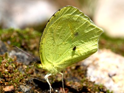 YELLOW, MEXICAN (Eurema mexicana) (7-27-12) harshaw road culverts, scc, az (3)