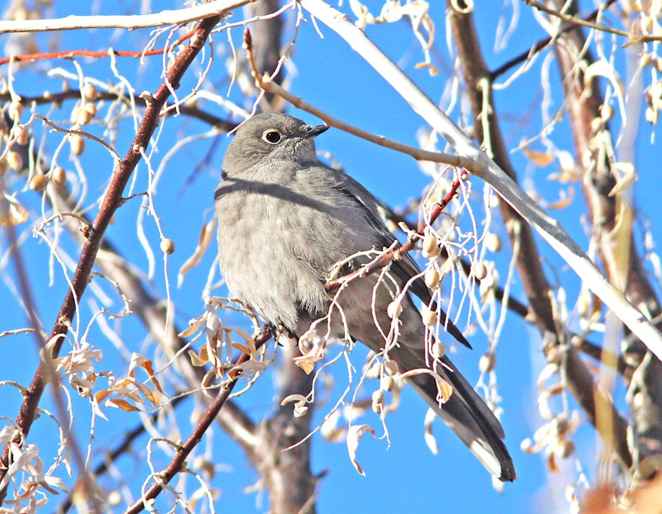 737 - TOWNSEND'S SOLITAIRE (12-04-09) farmington, nm (9)