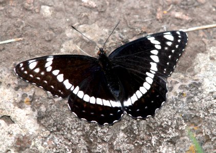 ADMIRAL, WEIDEMEYER'S (Limenitis weidemeyerii) (6-14-13) 8800ft, hannigan ck, 2 m north of hannigan lodge, greenlee co, az