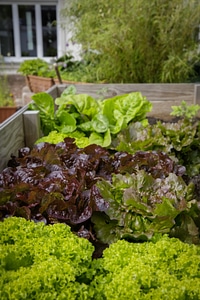 Bio healthy salad photo