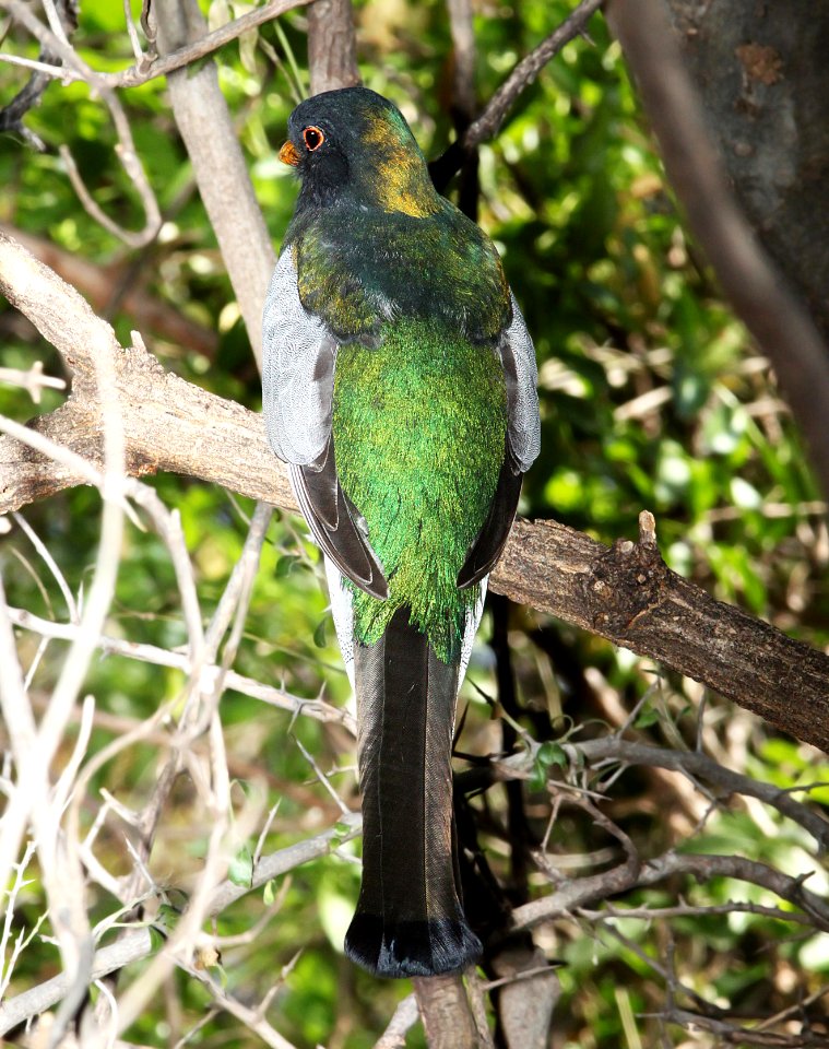 514 -  ELEGANT TROGON (3-20-11) patagonia lake sate park, scc, az - (7)