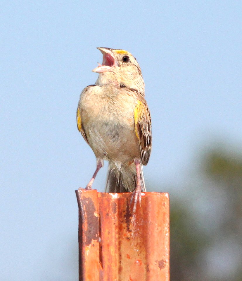884 - GRASSHOPPER SPARROW (8-10-12) san rafael grasslands, scc, az  (4)