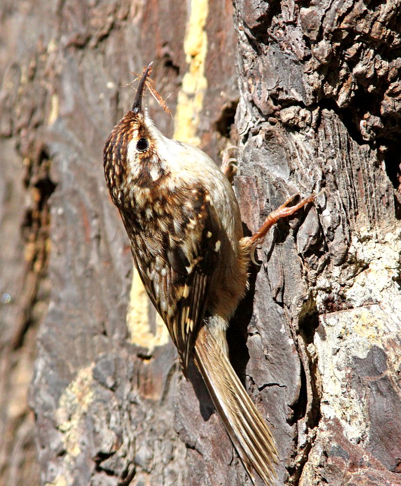 689 - BROWN CREEPER (4-15-10) cerro alto campground area, slo co, ca  (6)
