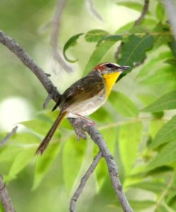 845 - RUFOUS-CAPPED WARBLER (7-29-09) sonoita creek tlc, patagonia, az - (5)