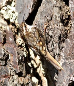 689 - BROWN CREEPER (4-15-10) cerro alto campground area, slo co, ca  (3)