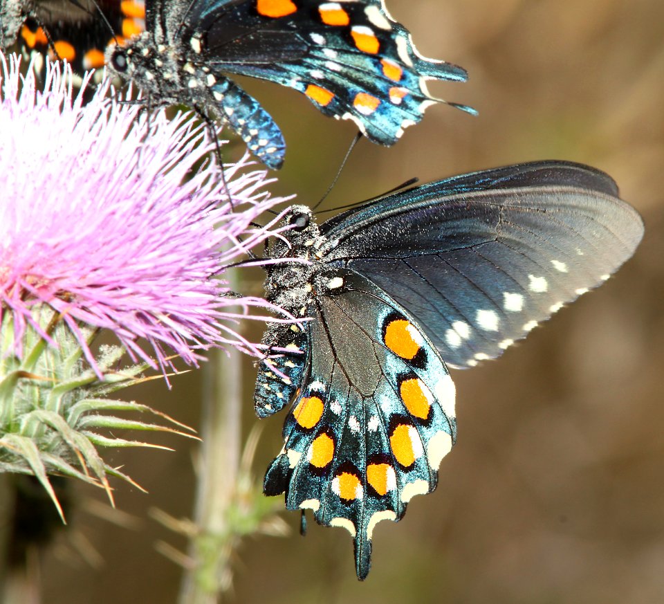 SWALLOWTAIL, PIPEVINE (Battus philenor) (4-5-11) pena blanca lake, scc, az  (4)