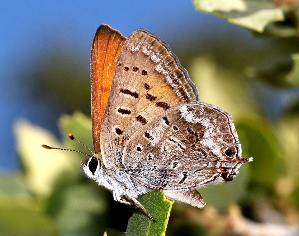 COPPER, TAILED (Lycaena arota) (6-30-10) male, 1.7 mile road, caliente ridge, carrizo plain nat mon   (4)