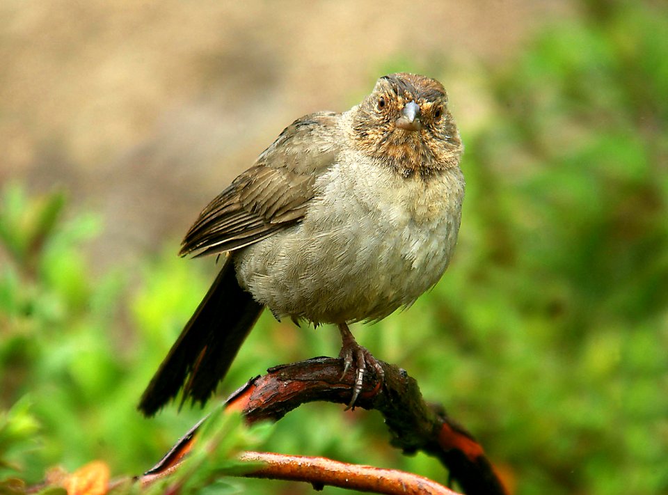 864 - CALIFORNIA TOWHEE (4-3-06) juv, canet rd, slo co, ca