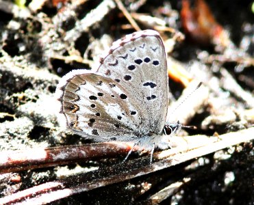 BLUE, ARROWHEAD (Glaucopsyche piasus) (6-9-13) 8500 ft, singletree creek, boulder mt, wayne co, ut  (13)