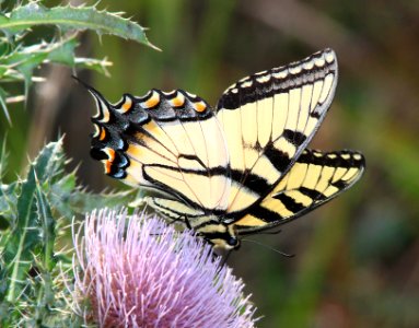 SWALLOWTAIL, EASTERN TIGER (Papilio glaucus) (2-24-13) male, kissimmee lake state park, osceola co, fl   (4)