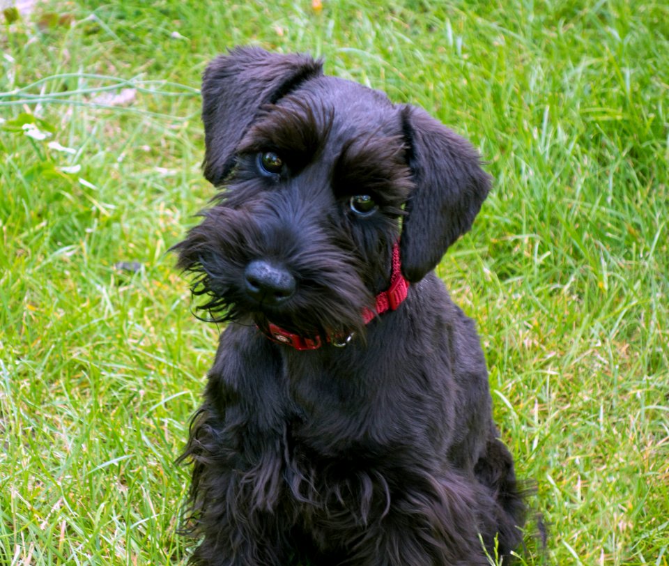My dog american miniature schnauzer