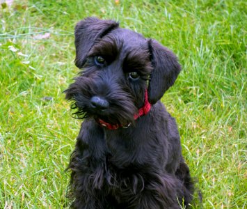 My dog american miniature schnauzer photo