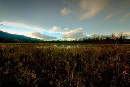 Marsh photo