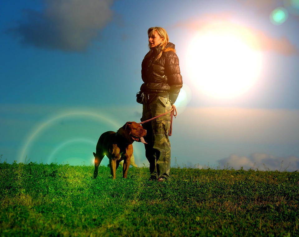 Animal mammal french mastiff