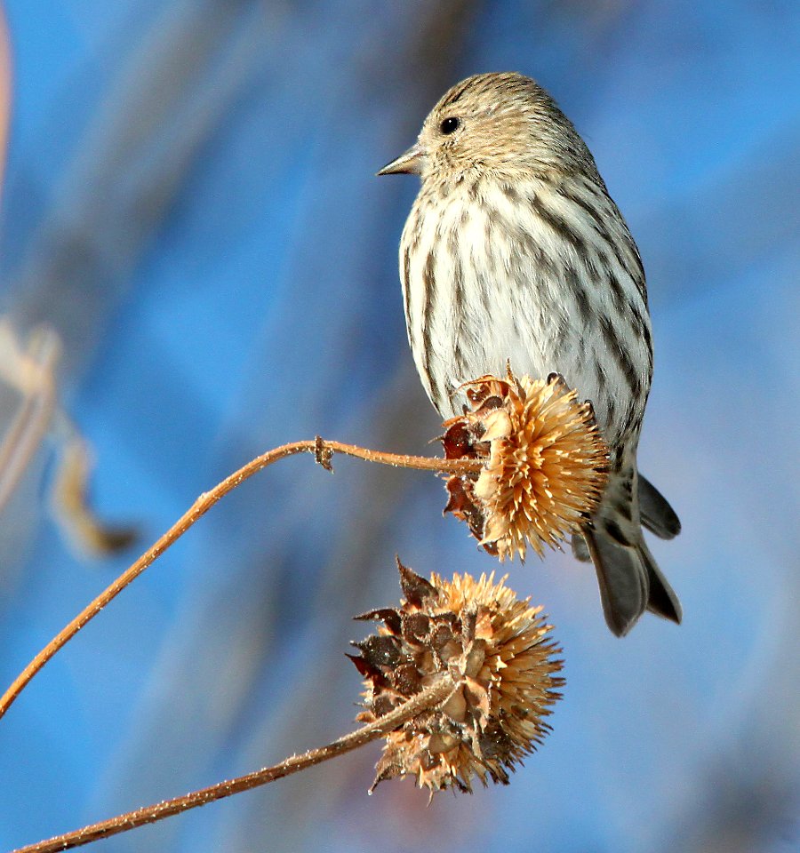970 - PINE SISKIN (12-1-10) paton's, patagonia, scc, az  (5)