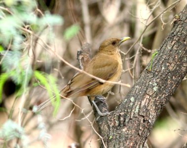 753 - CLAY-COLORED THRUSH (2-19-08) quinta matzatlan, mcallen, tx (1)