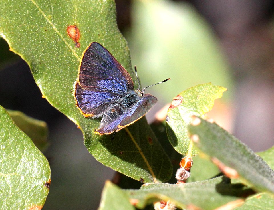 HAIRSTREAK, ARIZONA (Erora quaderma) (4-12-12) madera cyn, scc, az  (1)