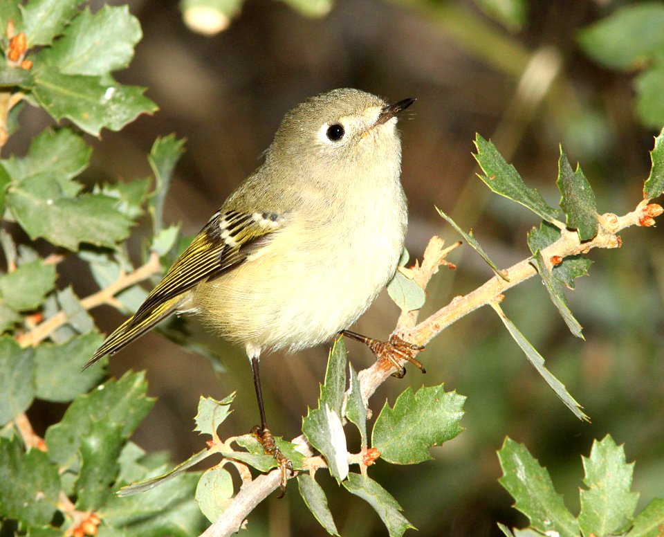 708 - RUBY-CROWNED  KINGLET (9-21-09) cottonwood springs, carrizo n m , slo co, ca  (1)