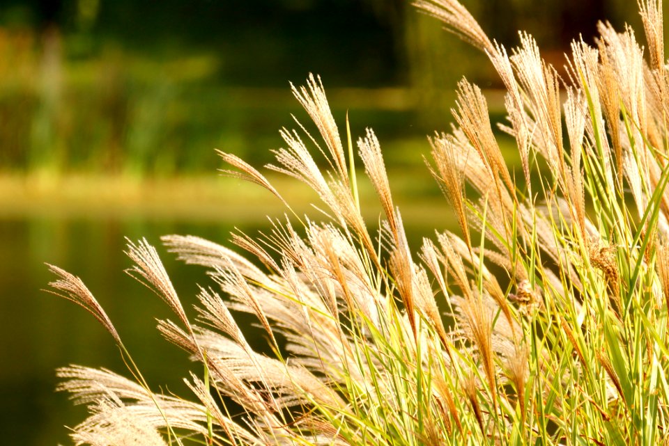 Fall Grass