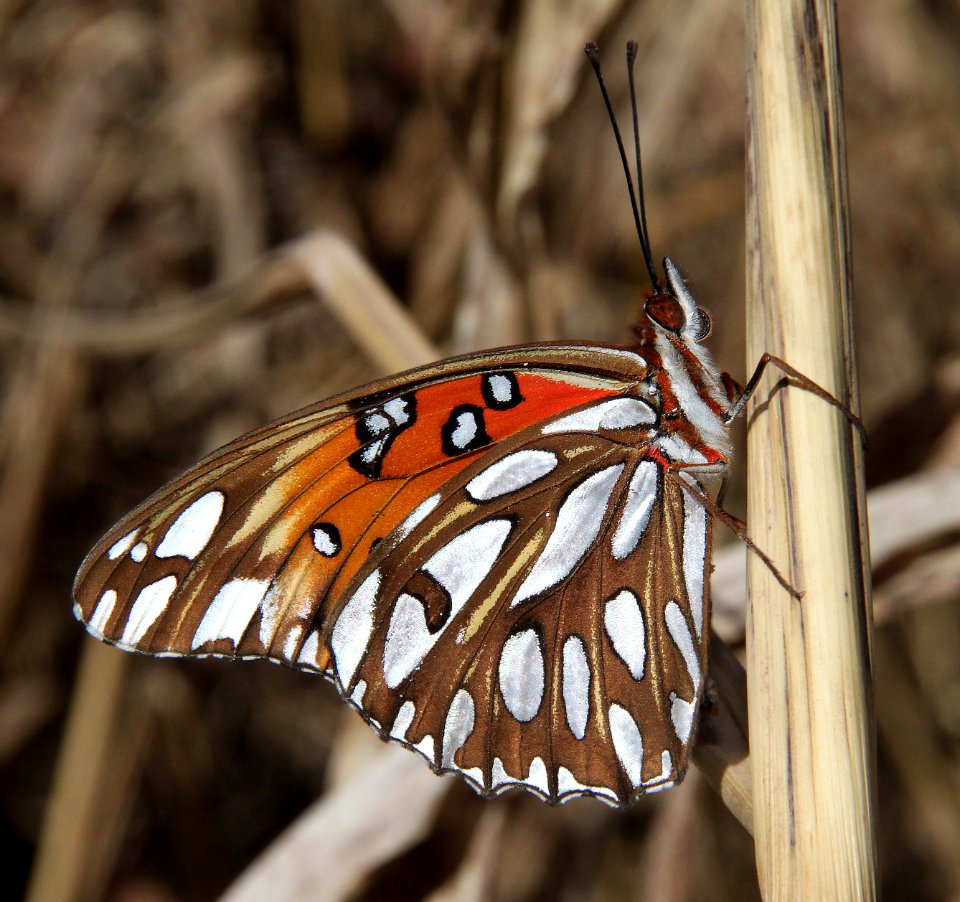 FRITILLARY, GULF (Argraulis vanillae) (12-12-10) blue haven rd, patagonia, scc, az