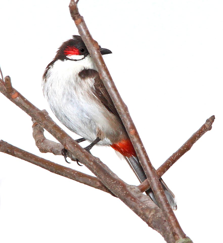 706 - RED-WHISKERED BULBUL (2-2-13) miami, dade co, fl  (5)