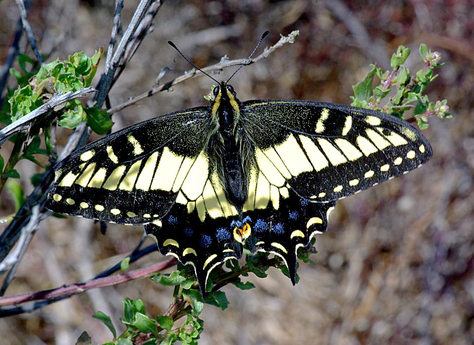 SWALLOWTAIL, ANISE  (Papilio zelicaon) (8-25-08) black hill, morro bay, slo co, ca (1)