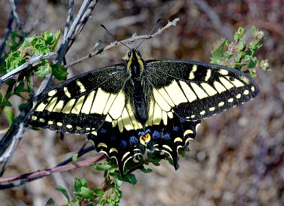 SWALLOWTAIL, ANISE  (Papilio zelicaon) (8-25-08) black hill, morro bay, slo co, ca (1)
