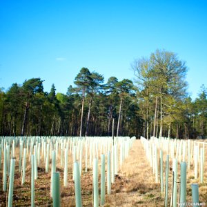 New Forest - Saplings