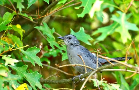 Gray Cat Bird-(Dumetella Carolinensis) - Black Hill Regional Park