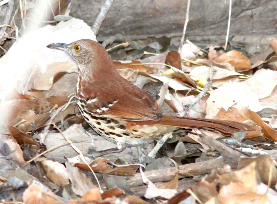 764 - BROWN THRASHER (1-31-12) de anza trail, carmen, scc, az - (5)