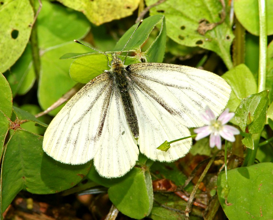WHITE, MARGINED (Pieris marginalis) (6-21-11) lane co, oregon  (2)
